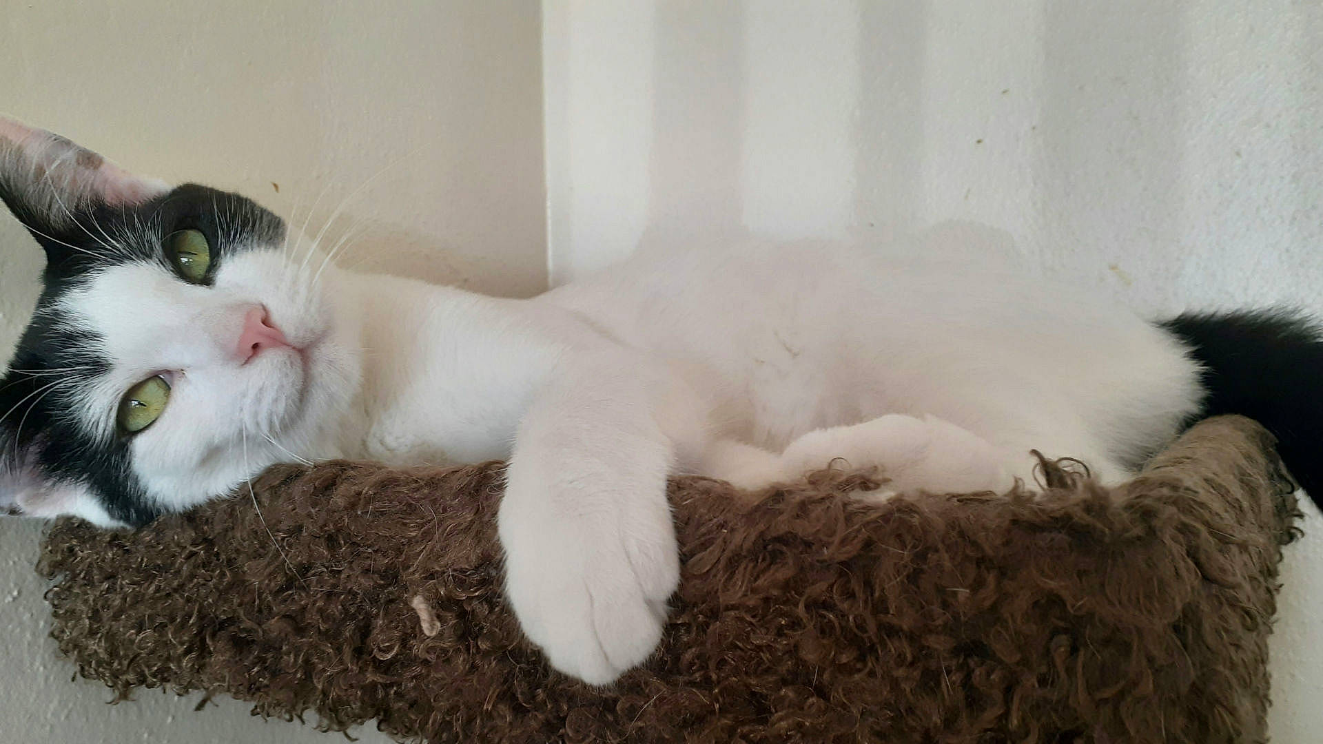 Rupee is registered to the contest to win money with this photo: carnivore, cat, claw, comfort, domestic_short_haired_cat, felidae, foot, fur, natural_material, paw, small_to_medium_sized_cats, snout, tail, terrestrial_animal, whiskers, window