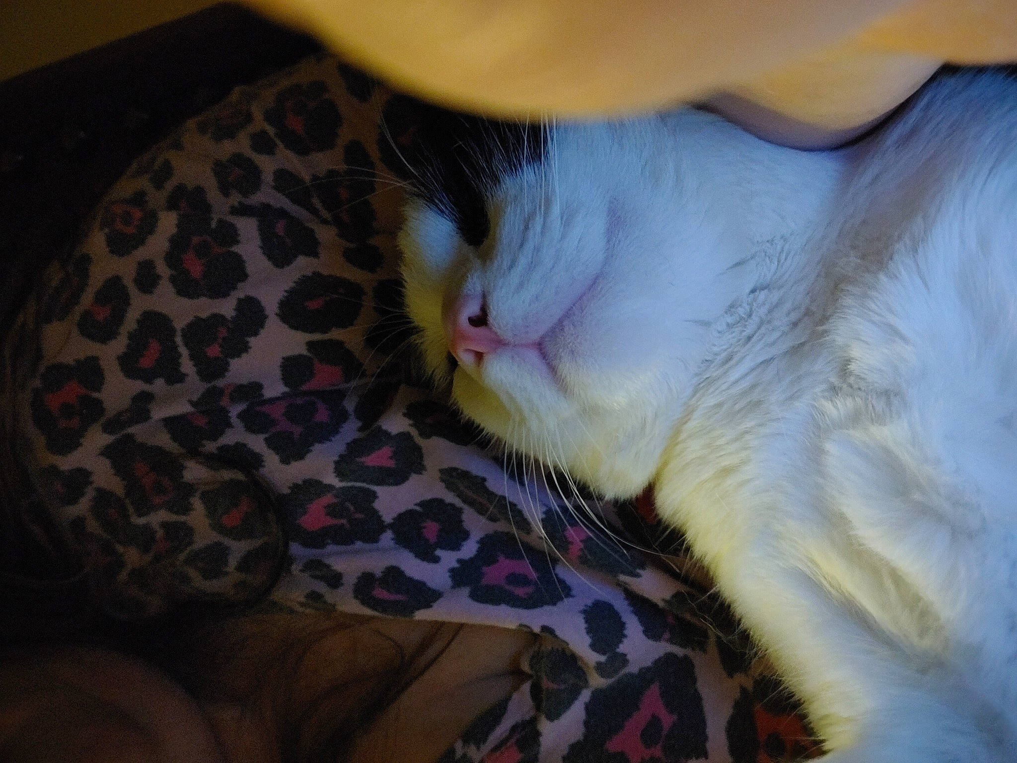 Rupee is registered to the contest to win money with this photo: canidae, carnivore, cat, claw, comfort, domestic_short_haired_cat, fawn, felidae, fur, gesture, human_leg, nail, nap, paw, sleep, small_to_medium_sized_cats, snout, tail, thai, whiskers