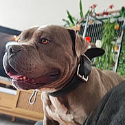 Sergent a rejoint le concours — aidez-le/la à gagner de superbes lots ! animal, blanket, brown_dog, canine, close_up, collar, comfort, dog, domestic_animal, ears, fur, furniture, happy, indoor, living_room, pet, plant, side_view, snout, tongue_out