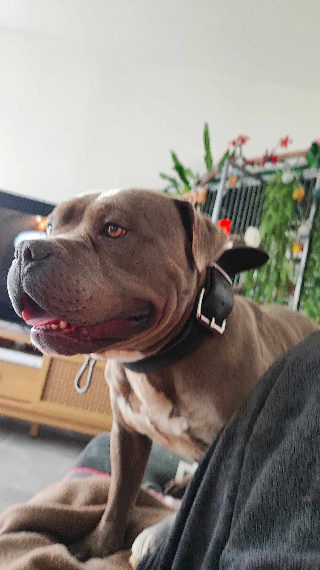 Sergent a rejoint le concours — aidez-le/la à gagner de superbes lots ! animal, blanket, brown_dog, canine, close_up, collar, comfort, dog, domestic_animal, ears, fur, furniture, happy, indoor, living_room, pet, plant, side_view, snout, tongue_out