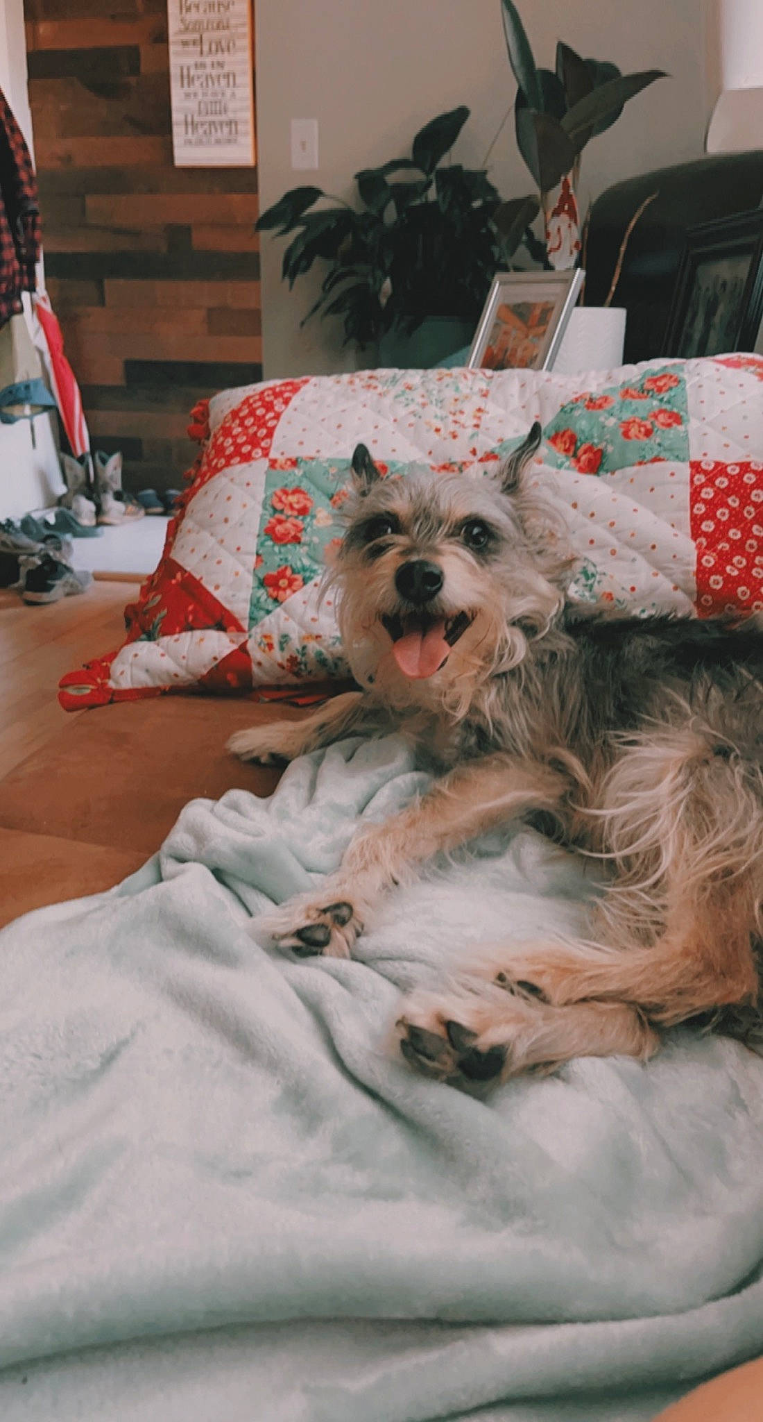 Pepper joined the competition — help win amazing prizes! carnivore, chair, comfort, companion_dog, couch, dog, dog_breed, dog_supply, fawn, fur, houseplant, linens, living_room, picture_frame, pillow, plant, room, small_terrier, snout, toy_dog