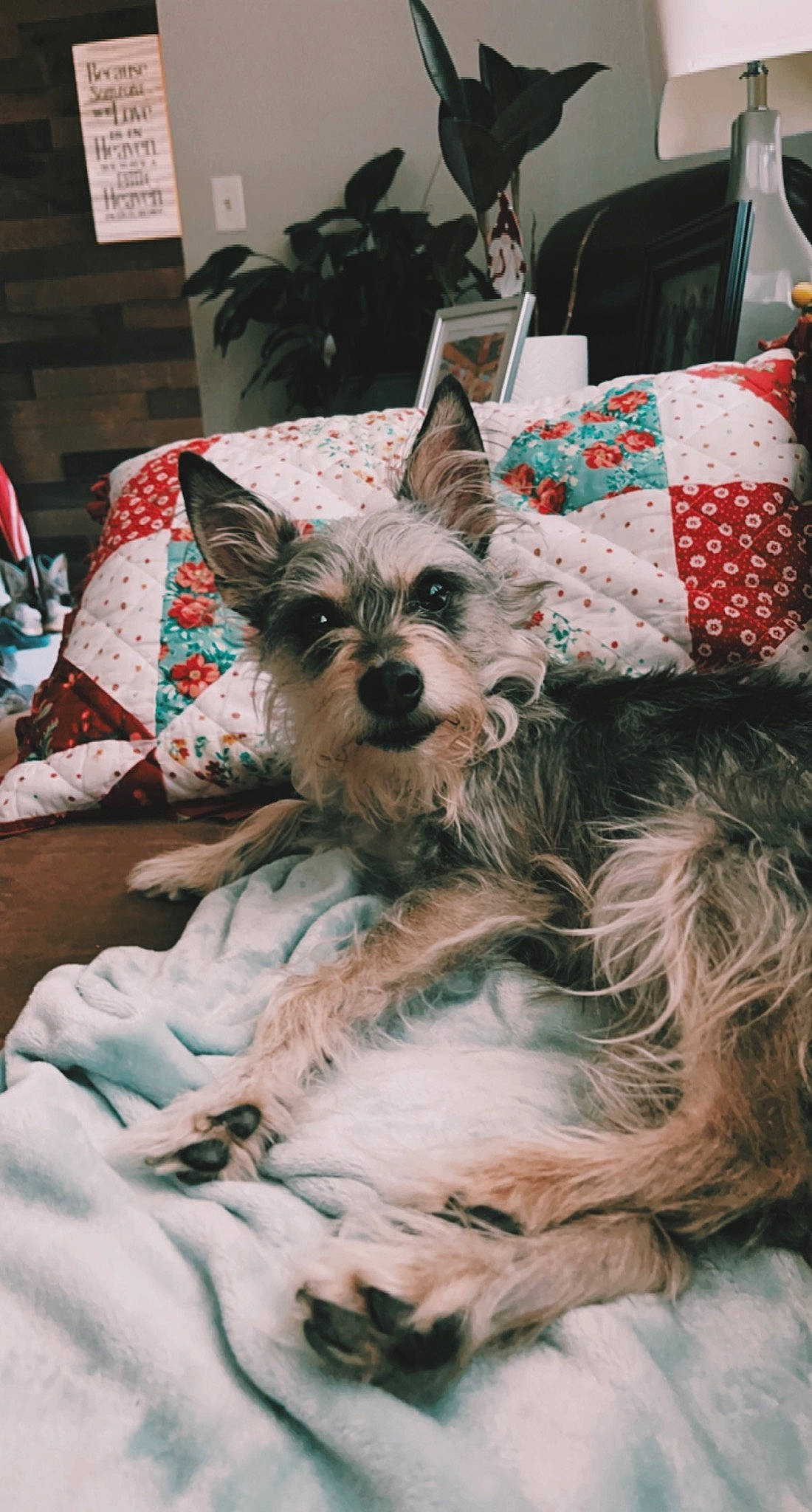 Pepper joined the competition — help win amazing prizes! canidae, carnivore, comfort, companion_dog, dog, dog_breed, dog_supply, fawn, fur, houseplant, linens, party_hat, plant, room, small_terrier, snout, sporting_group, toy_dog, whiskers, working_animal