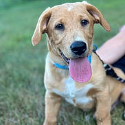 Louie is registered to the contest to win money with this photo: animal, background_blur, black_nose, blue_collar, canine, closeup, cute, dog, ears, fur, grass, happy, mammal, outdoor, pet, playful, puppy, sitting, tongue_out, young_dog