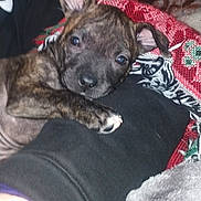 Poopy is registered to the contest to win money with this photo: animal, arm, blanket, brindle, closeup, cozy, cute, dog, ears, fabric, fur, human_arm, indoor, looking_at_camera, patterned_blanket, paw, pet, puppy, resting, textured