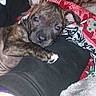 animal, arm, blanket, brindle, closeup, cozy, cute, dog, ears, fabric, fur, human_arm, indoor, looking_at_camera, patterned_blanket, paw, pet, puppy, resting, textured