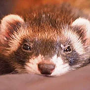 Hecate participe au concours pour gagner de l'argent avec cette photo :