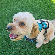 Jax is registered to the contest to win money with this photo: dog, canine, pet, harness, grass, outdoor, animal, happy, smiling, fur, tongue, playful, daylight, greenery, cute, companion, friendly, summer, nature, mammal