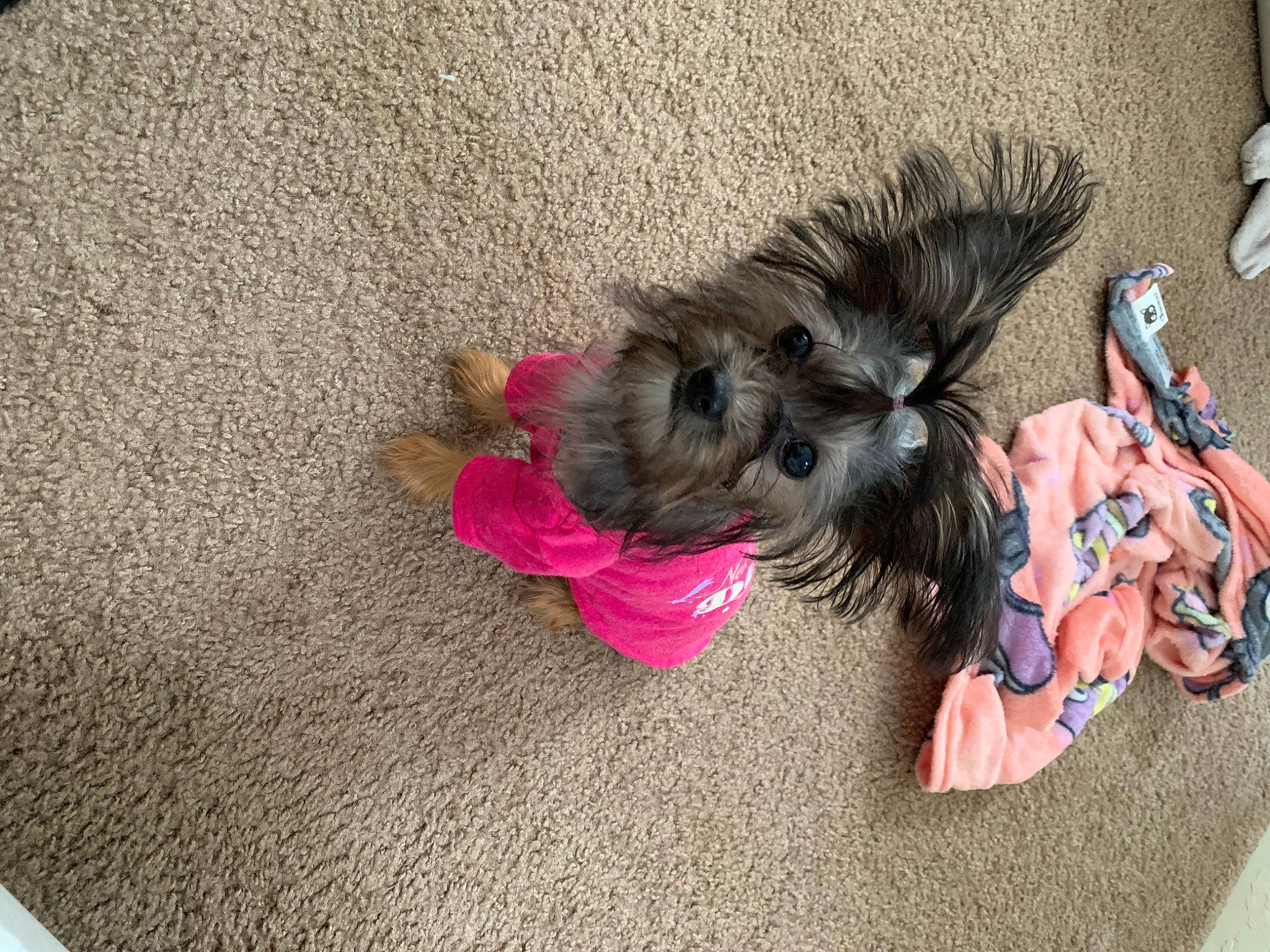 Velma joined the competition — help win amazing prizes! asphalt, canidae, carnivore, companion_dog, dog, dog_breed, dog_clothes, dog_supply, fawn, felidae, flooring, fur, paw, road_surface, schnauzer, small_terrier, sporting_group, tail, terrier, toy_dog