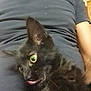 animal, black_cat, casual_clothing, close_up, companionship, curious_eyes, cute, domestic_animal, feline, fluffy_fur, indoor, kitten, lap, person, pet, playful, relaxation, resting, tongue_out, young_cat