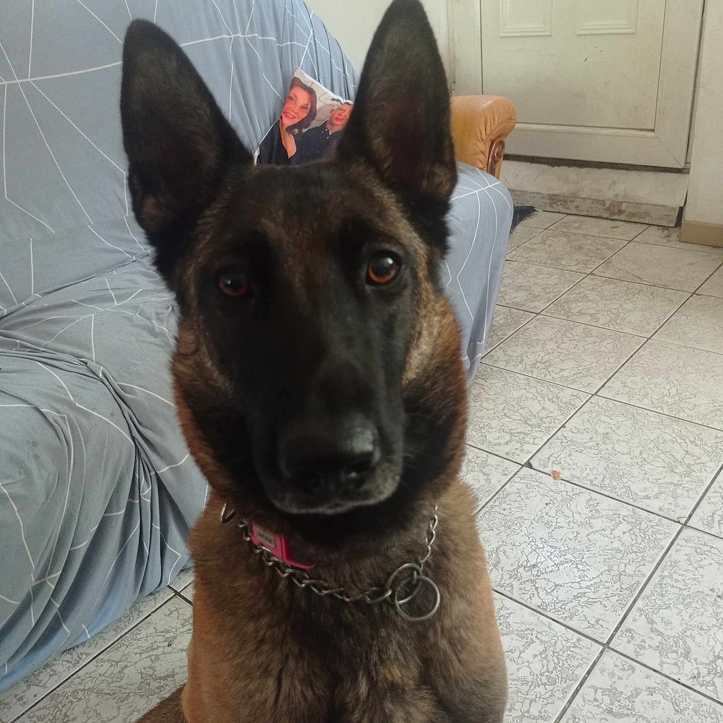 Sybelle participe au concours pour gagner de l'argent avec cette photo : animal, belgian_malinois, chain_collar, collar, couch, dog, domestic, door, ears, eyes, floor, fur, gray_couch, house, indoor, looking_at_camera, pet, room, sitting, tiled_floor
