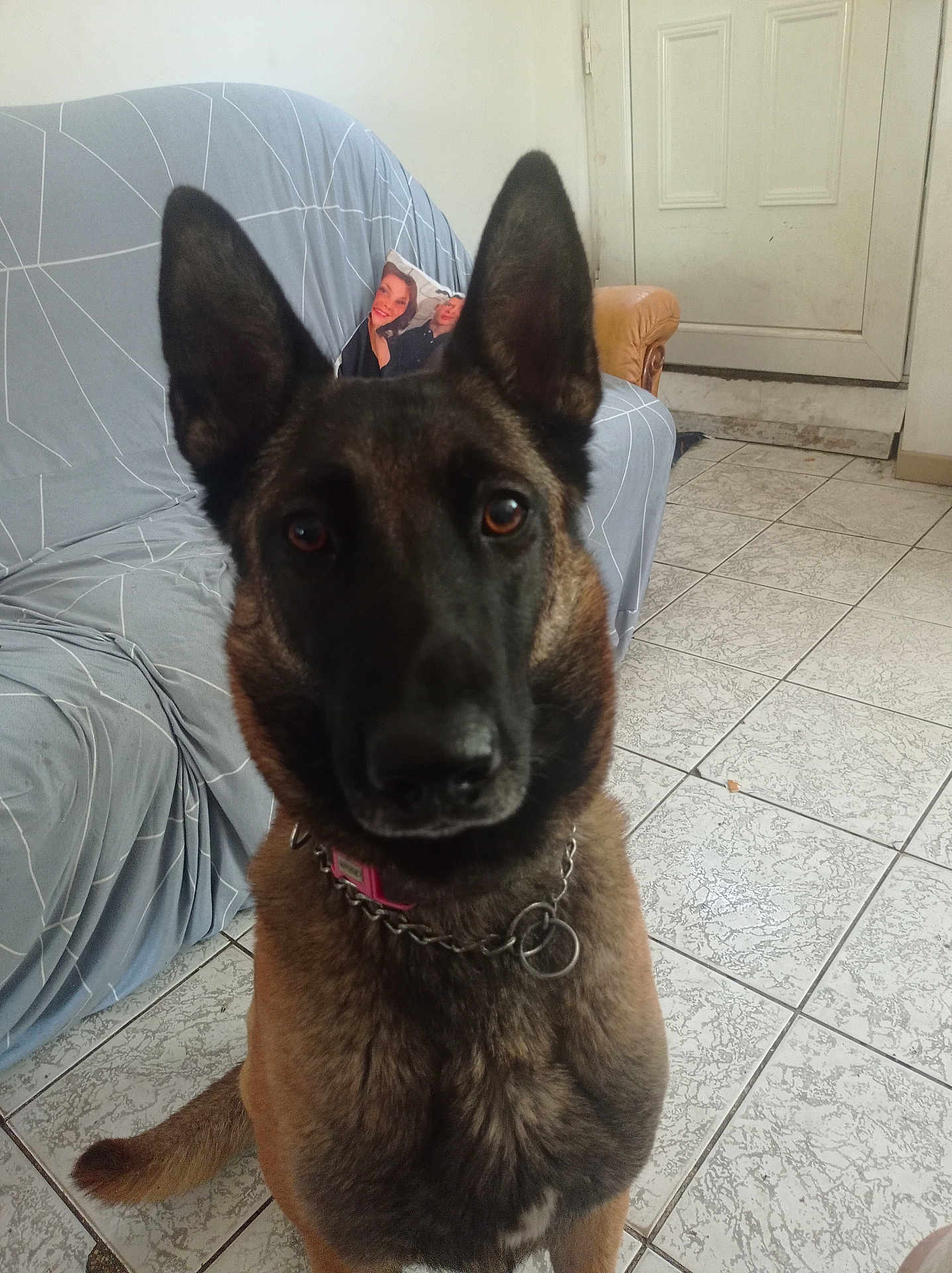 Sybelle participe au concours pour gagner de l'argent avec cette photo : animal, belgian_malinois, chain_collar, collar, couch, dog, domestic, door, ears, eyes, floor, fur, gray_couch, house, indoor, looking_at_camera, pet, room, sitting, tiled_floor