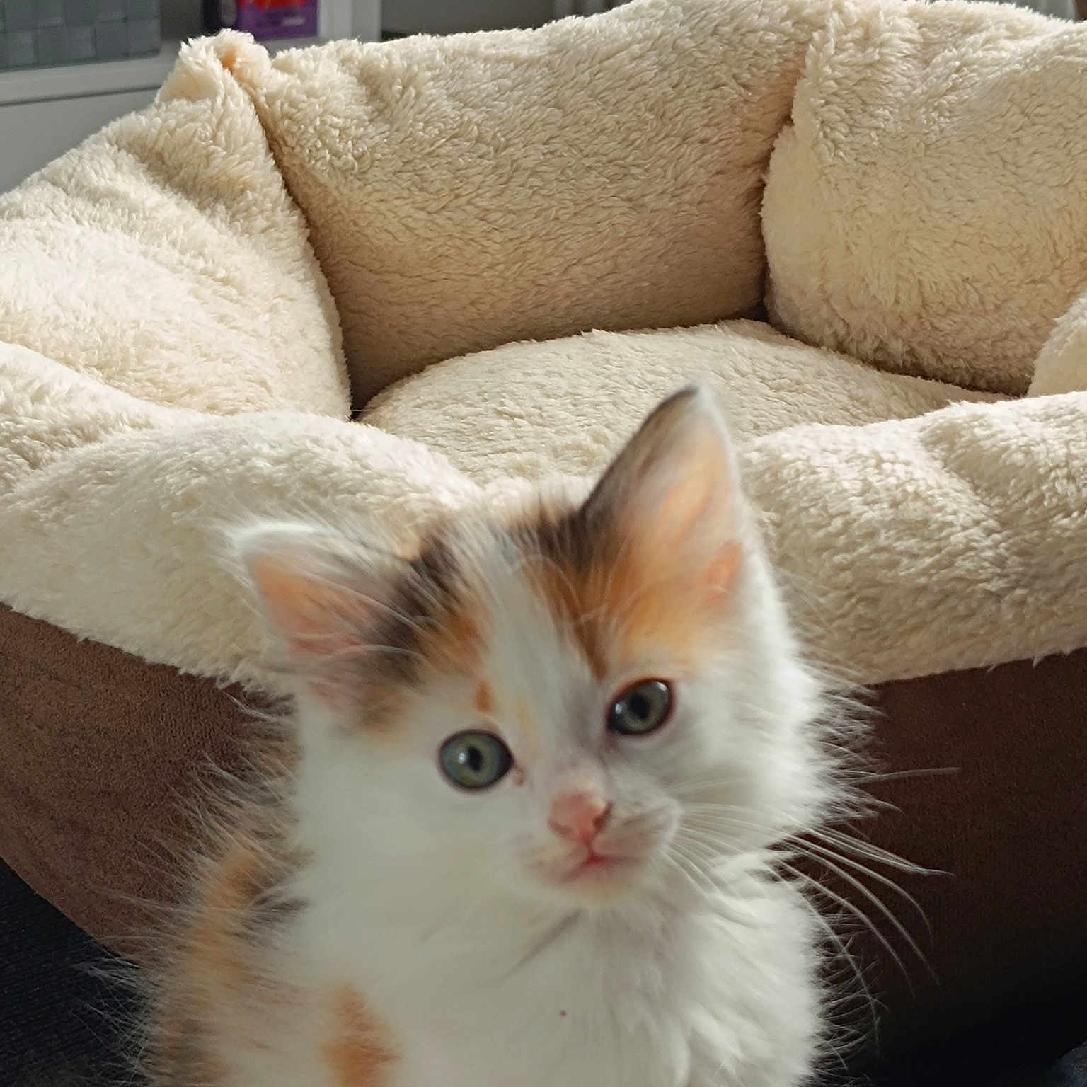 Mia