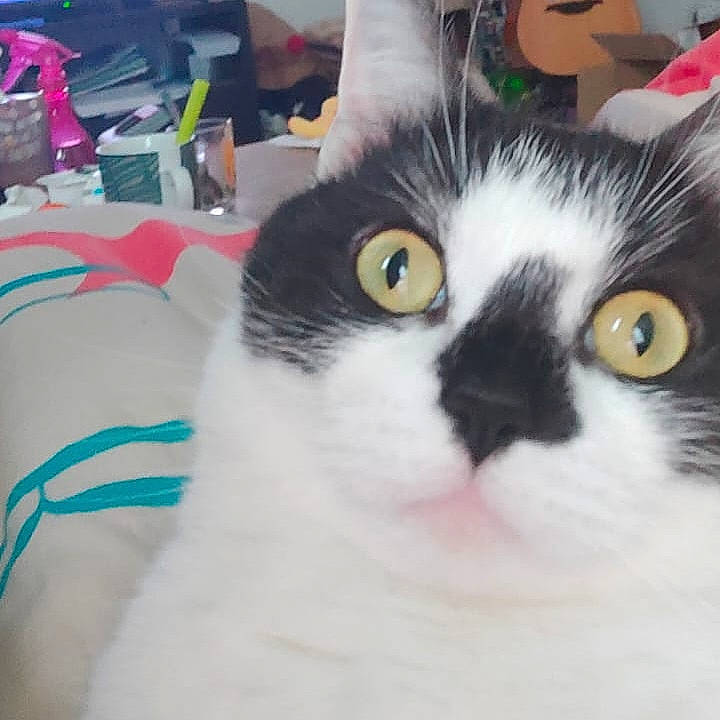 Okami a rejoint le concours — aidez-le/la à gagner de superbes lots ! carnivore, cat, domestic_short_haired_cat, felidae, fur, small_to_medium_sized_cats, snout, square, tail, whiskers