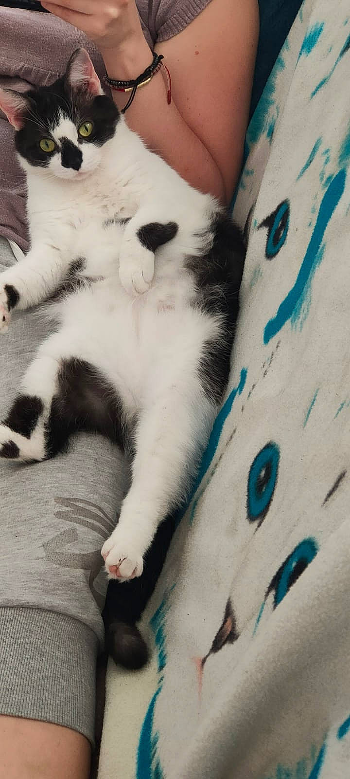 Okami a rejoint le concours — aidez-le/la à gagner de superbes lots ! carnivore, cat, claw, comfort, companion_dog, domestic_short_haired_cat, electric_blue, felidae, fur, human_leg, lap, linens, pattern, paw, small_to_medium_sized_cats, snout, tail, textile, whiskers, white