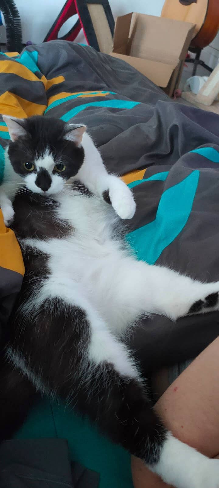 Okami participe au concours pour gagner de l'argent avec cette photo : carnivore, cat, claw, comfort, domestic_short_haired_cat, felidae, fur, lap, mammal, small_to_medium_sized_cats, snout, tail, terrestrial_animal, vertebrate, whiskers