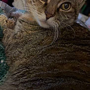 Nala is registered to the contest to win money with this photo: cat, tabby_cat, close_up, whiskers, fur, indoor, pet, animal, curious, lying_down, cozy, brown, striped, face, eyes, mammal, domestic_animal, feline, cute, relaxed