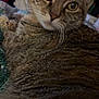 cat, tabby_cat, close_up, whiskers, fur, indoor, pet, animal, curious, lying_down, cozy, brown, striped, face, eyes, mammal, domestic_animal, feline, cute, relaxed