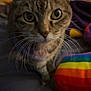 Nala joined the competition — help win amazing prizes! cat, tabby, close_up, curious, eyes, whiskers, indoor, blanket, colorful, rainbow, soft, cozy, pet, feline, fur, animal, domestic, bed, comfort, cute