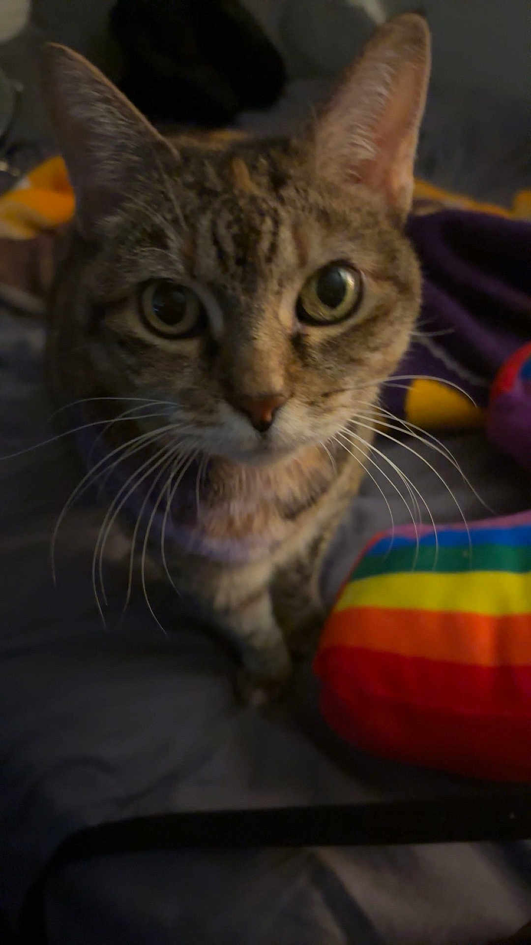 Nala joined the competition — help win amazing prizes! cat, tabby, close_up, curious, eyes, whiskers, indoor, blanket, colorful, rainbow, soft, cozy, pet, feline, fur, animal, domestic, bed, comfort, cute