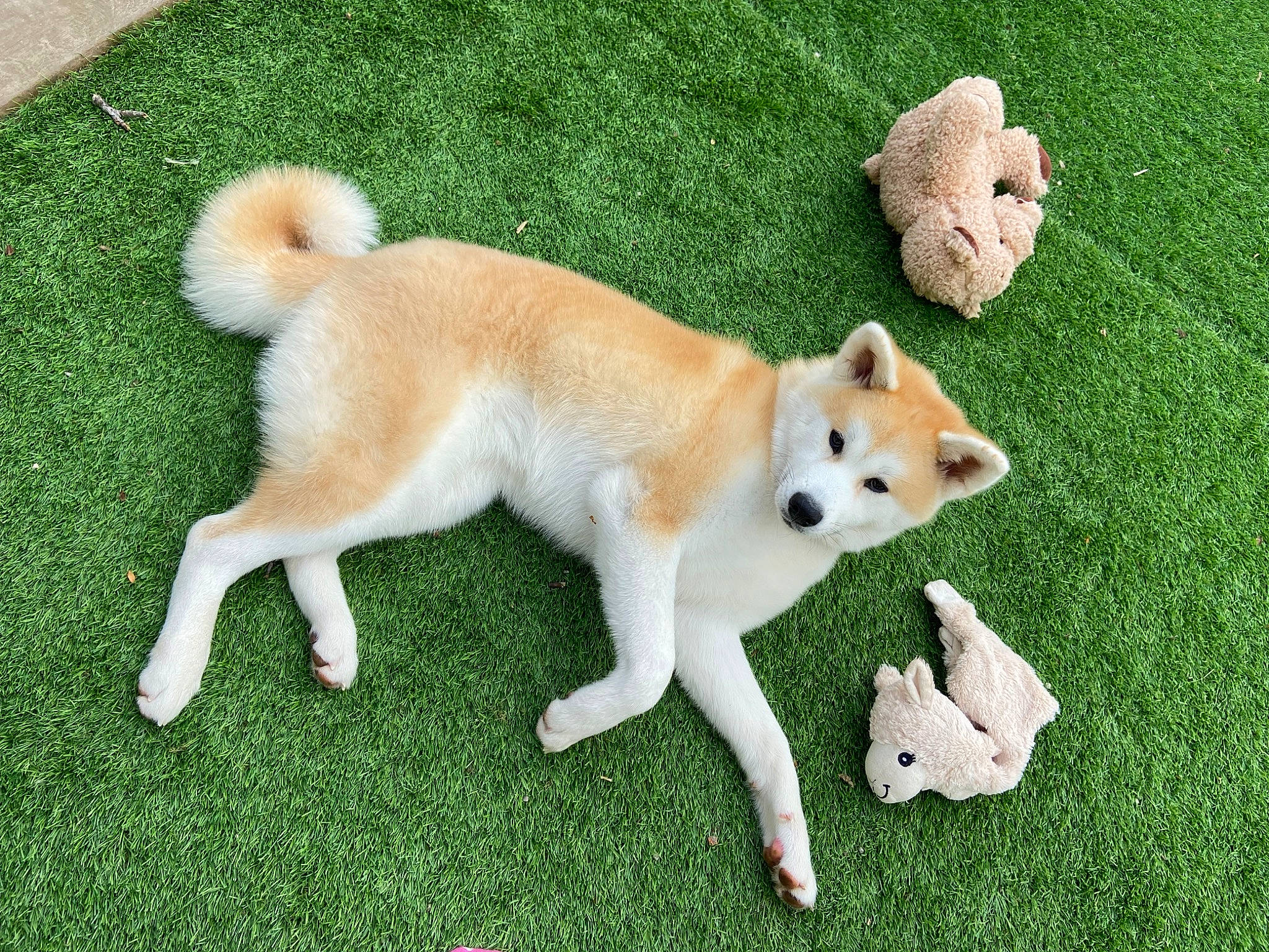 Shiby a rejoint le concours — aidez-le/la à gagner de superbes lots ! ancient_dog_breeds, canidae, carnivore, companion_dog, dog, dog_breed, fawn, german_spitz_mittel, grass, mammal, non_sporting_group, puppy, snout, spitz, sporting_group, tail, vertebrate, working_dog