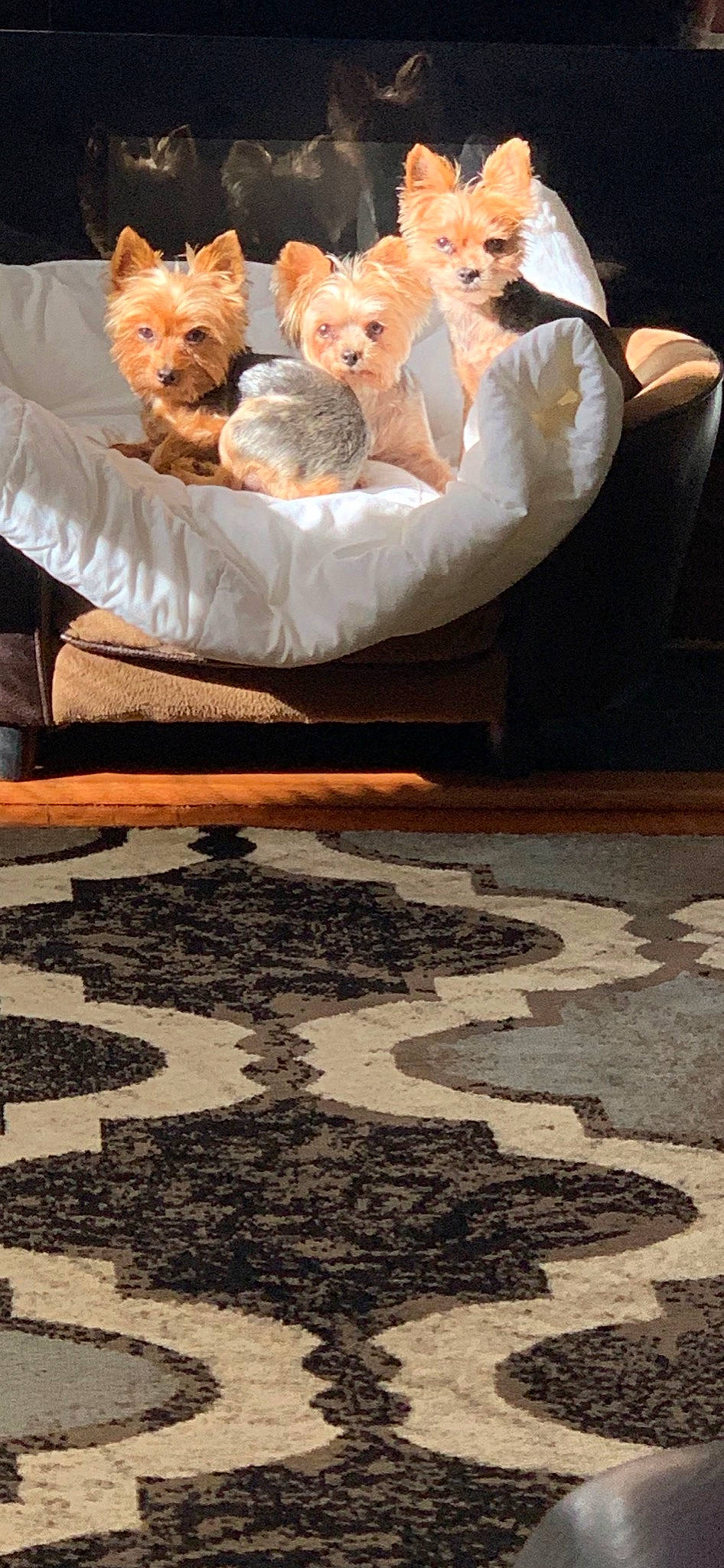 Lioness Minnie Ninja is registered to the contest to win money with this photo: carnivore, carpet, cat, comfort, companion_dog, fawn, felidae, floor, flooring, fur, grass, linens, orange, road_surface, sitting, small_to_medium_sized_cats, soil, tree, whiskers, wood