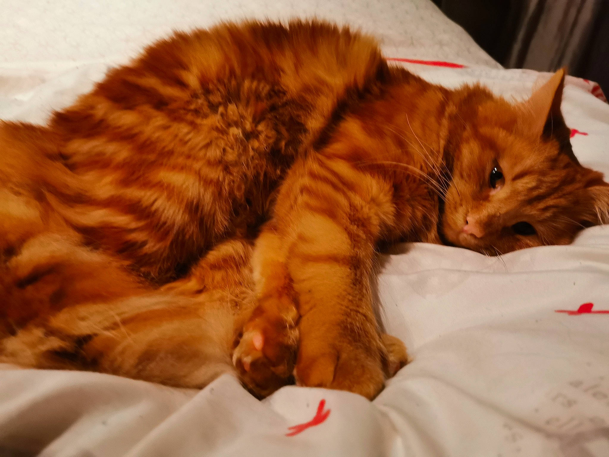 Mimi participe au concours pour gagner de l'argent avec cette photo : bed, brown, carnivore, cat, claw, comfort, domestic_short_haired_cat, fawn, felidae, fur, linens, nap, orange, paw, sleep, small_to_medium_sized_cats, snout, tail, whiskers