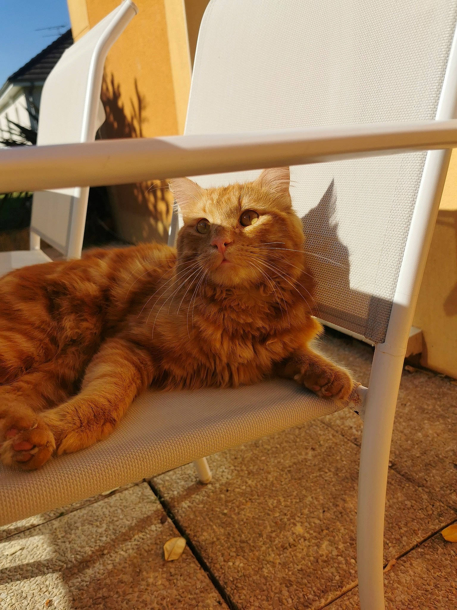 Mimi a rejoint le concours — aidez-le/la à gagner de superbes lots ! carnivore, cat, chair, comfort, domestic_short_haired_cat, fawn, felidae, floor, flooring, fur, hardwood, metal, plant, small_to_medium_sized_cats, table, tail, terrestrial_animal, whiskers, window, wood