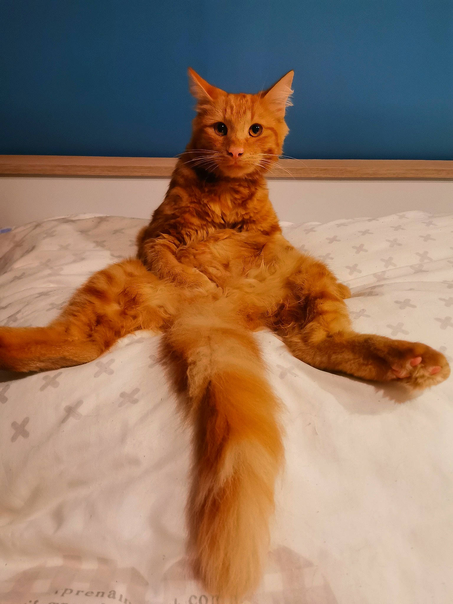 Mimi a rejoint le concours — aidez-le/la à gagner de superbes lots ! canidae, carnivore, cat, claw, comfort, dog_breed, domestic_short_haired_cat, fawn, felidae, flooring, fur, paw, peach, small_to_medium_sized_cats, snout, tail, terrestrial_animal, toy, whiskers, window