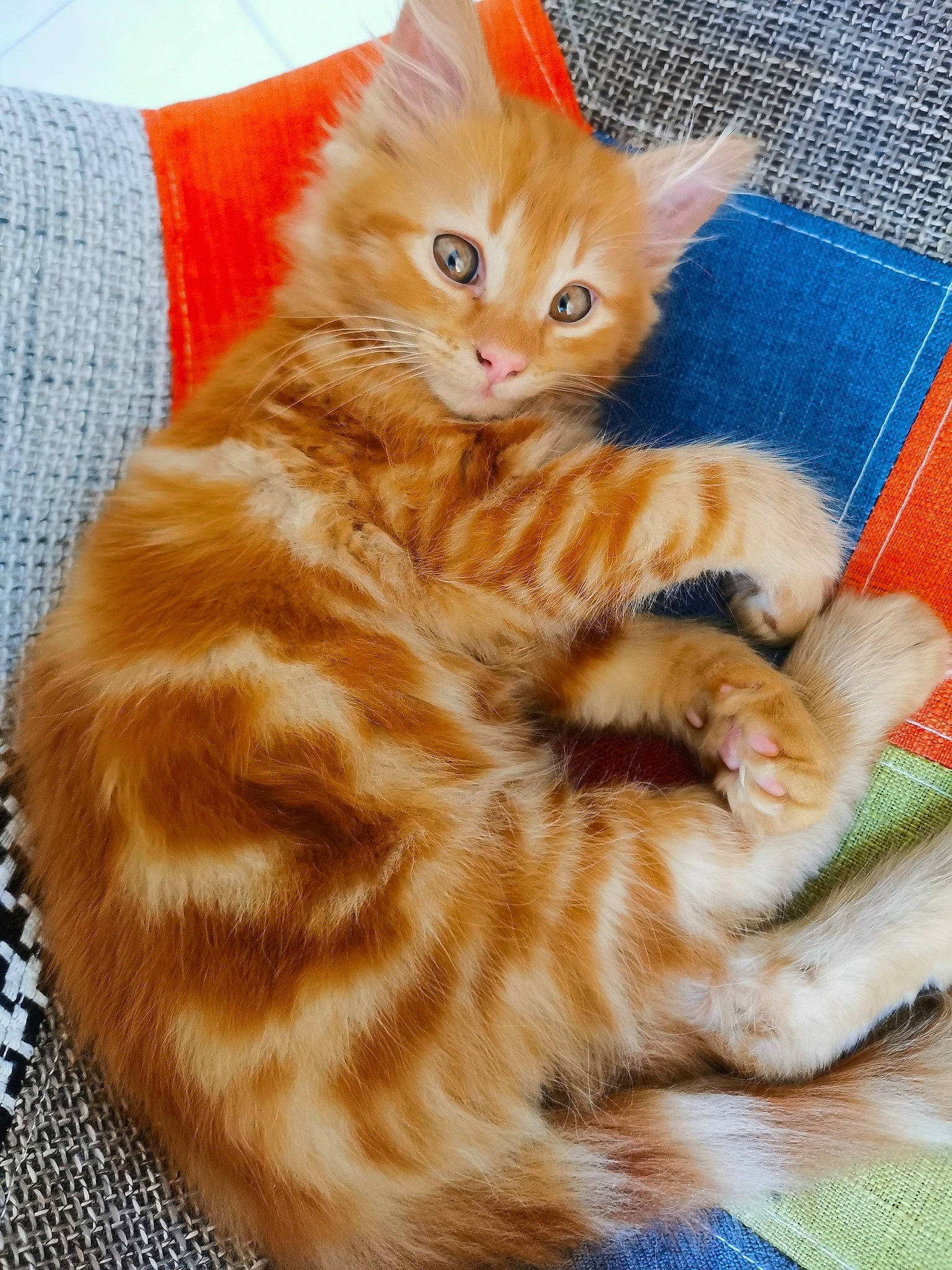 Mimi participe au concours pour gagner de l'argent avec cette photo : carnivore, cat, cat_furniture, claw, comfort, domestic_short_haired_cat, fawn, felidae, fur, paw, sitting, small_to_medium_sized_cats, snout, tail, whiskers, wood