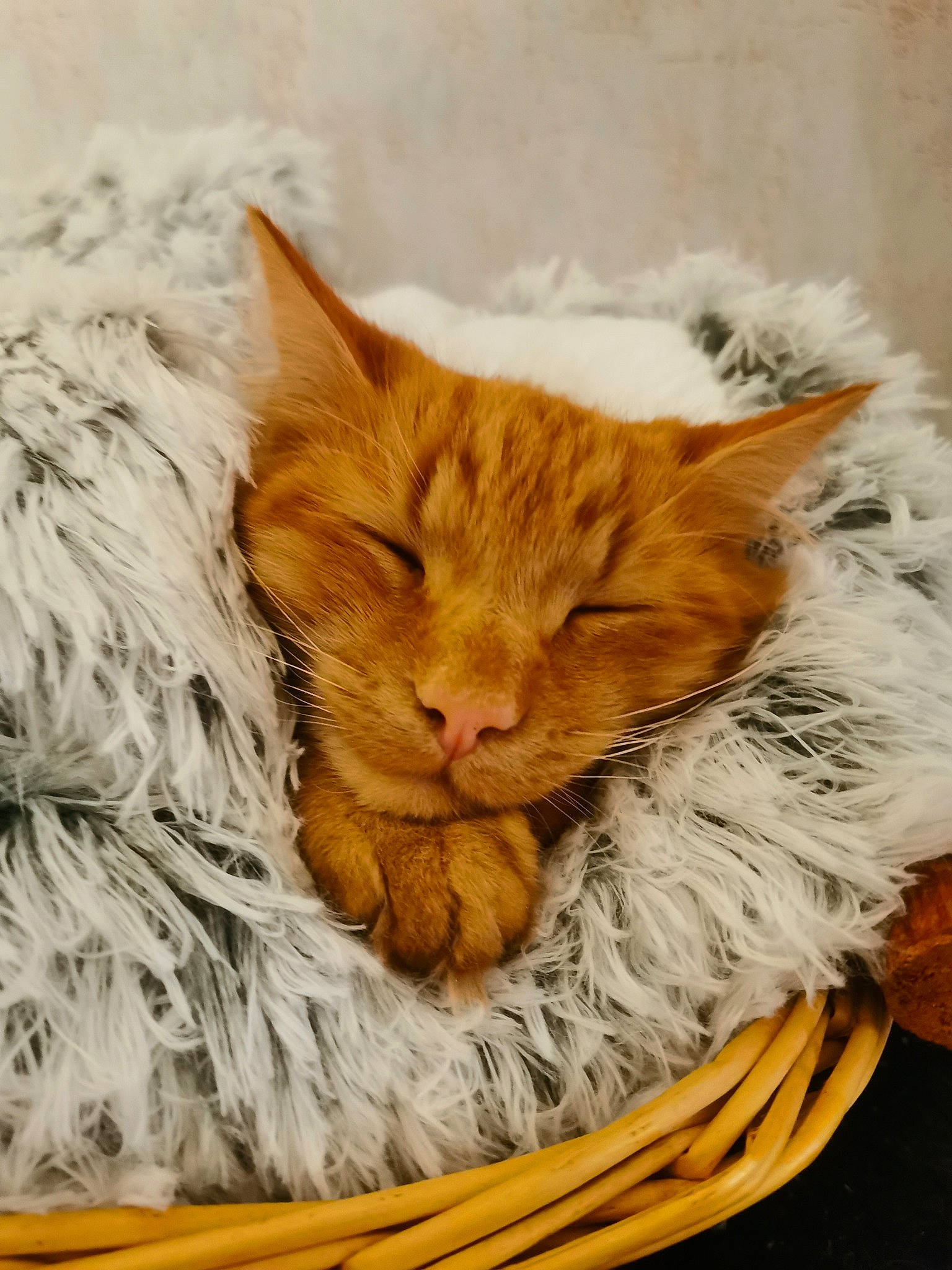 Mimi participe au concours pour gagner de l'argent avec cette photo : basket, carnivore, cat, cat_supply, claw, close_up, comfort, domestic_short_haired_cat, fawn, felidae, fur, nap, paw, small_to_medium_sized_cats, snout, storage_basket, tail, whiskers, wicker, wood