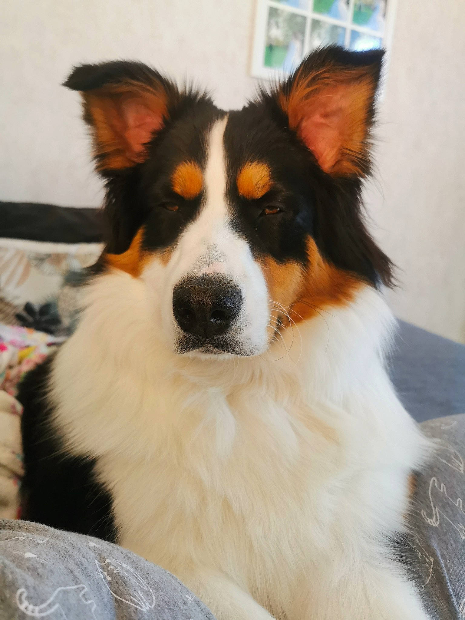 Roméo participe au concours pour gagner de l'argent avec cette photo : ancient_dog_breeds, australian_collie, australian_shepherd, border_collie, canidae, carnivore, companion_dog, dog, dog_breed, fur, herding_dog, plant, snout, sporting_group, tail, terrestrial_animal, whiskers, working_animal, working_dog