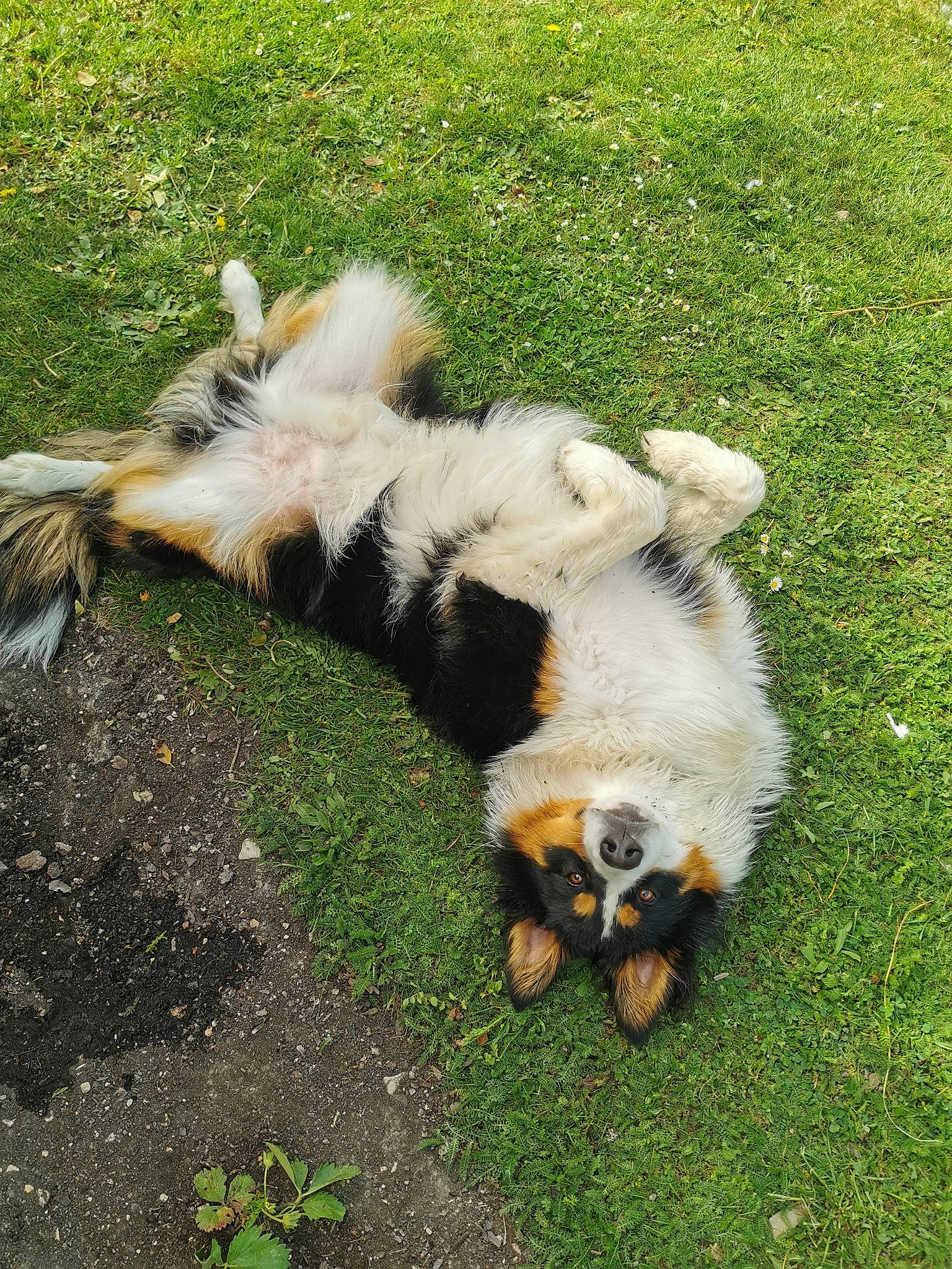 Roméo a rejoint le concours — aidez-le/la à gagner de superbes lots ! canidae, carnivore, companion_dog, cow_goat_family, dog_breed, fawn, feral_goat, fur, goat, goat_antelope, goats, grass, livestock, pasture, plant, snout, sporting_group, tail, terrestrial_animal, wildlife