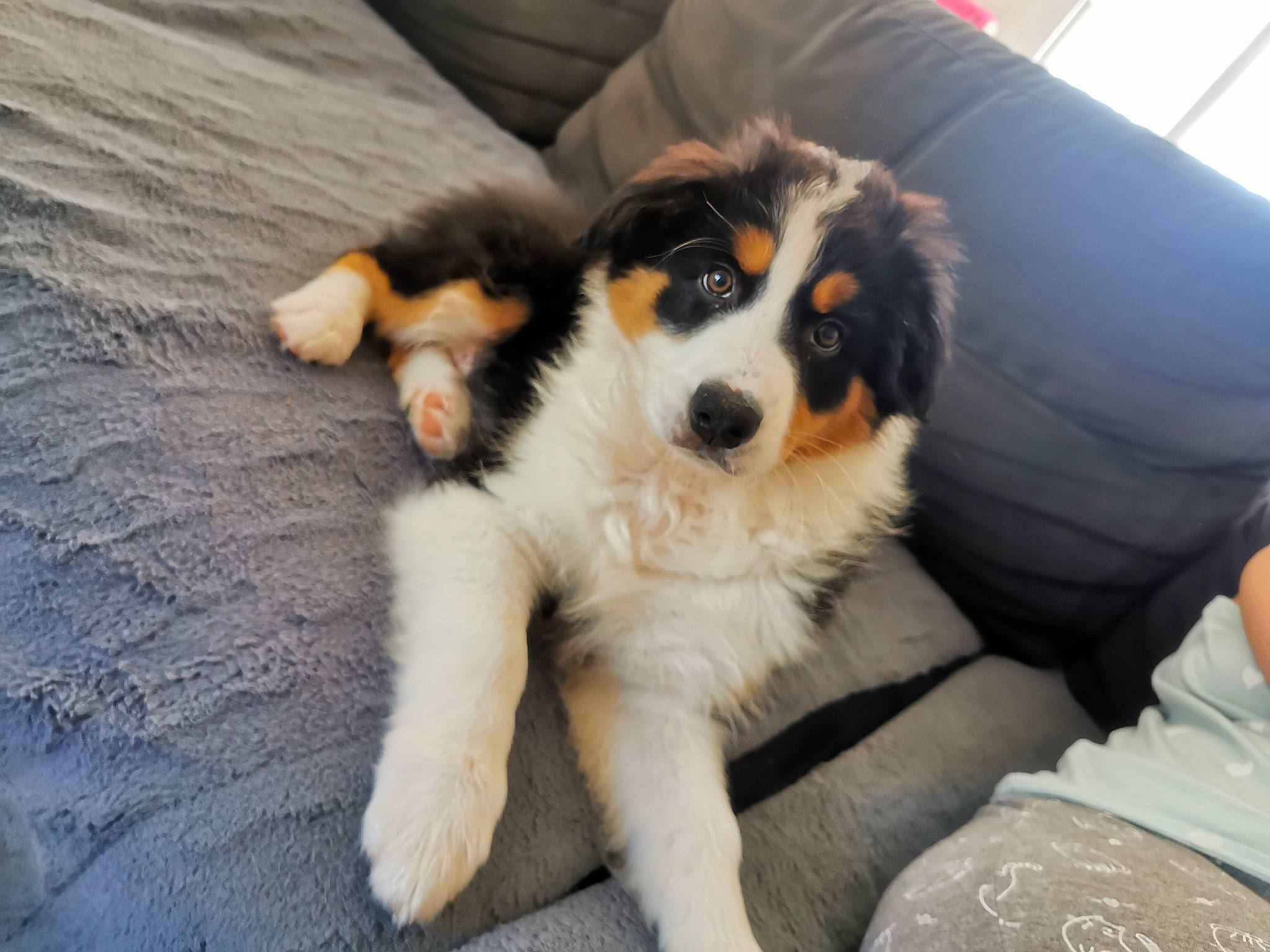 Roméo a rejoint le concours — aidez-le/la à gagner de superbes lots ! australian_shepherd, border_collie, bored, canidae, carnivore, comfort, companion_dog, couch, dog, dog_breed, fur, herding_dog, paw, puppy, snout, sporting_group, terrestrial_animal, toy_dog, whiskers, working_dog