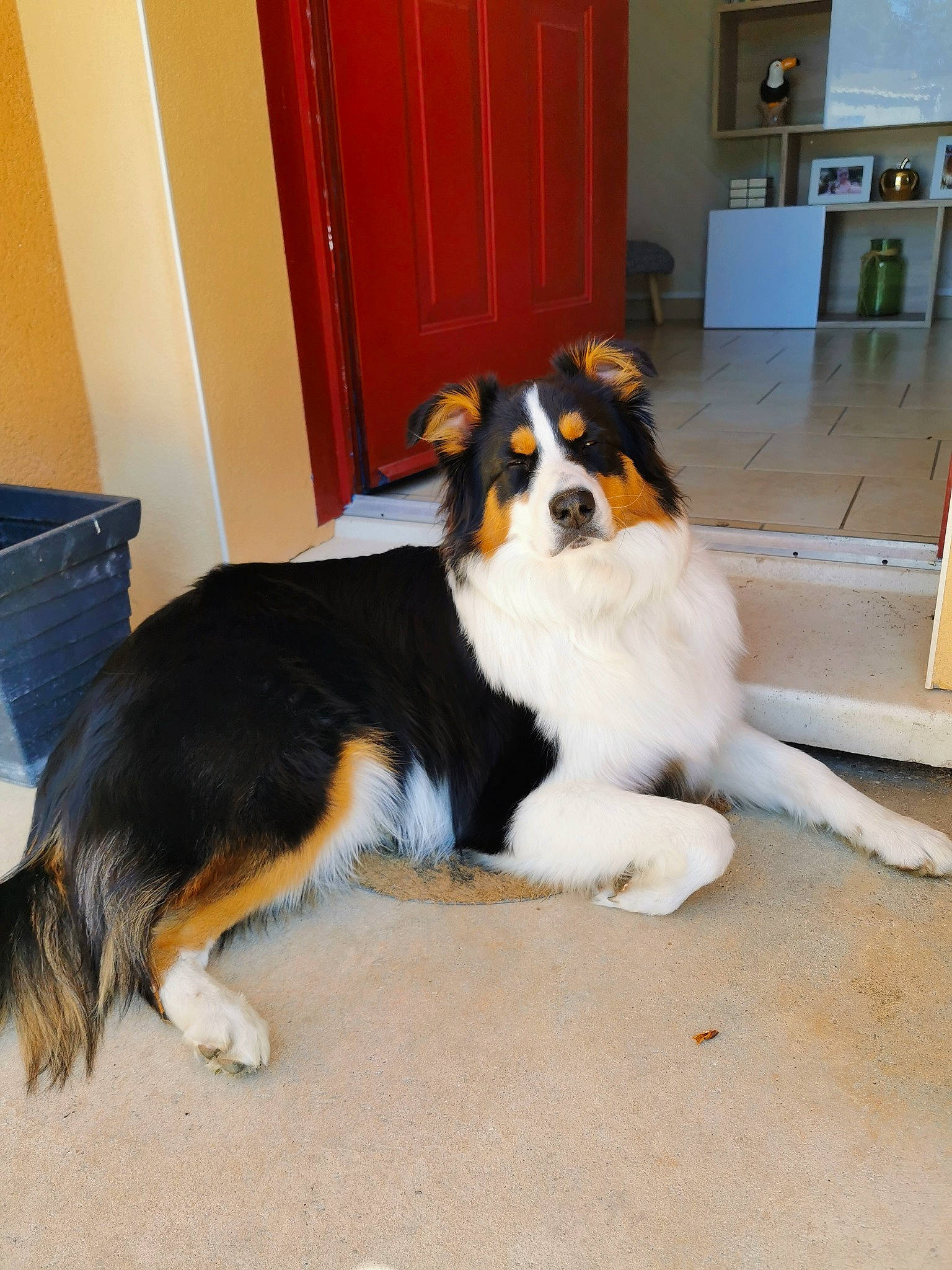 Roméo participe au concours pour gagner de l'argent avec cette photo : bernese_mountain_dog, canidae, carnivore, chair, companion_dog, dog, dog_breed, door, floor, flooring, fur, hardwood, herding_dog, mammal, moscow_watchdog, paw, snout, sporting_group, tail, working_dog