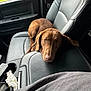 Mystik joined the competition — help win amazing prizes! animal, brown_dog, canine, car_interior, center_console, companion, cup_holder, dog, door, indoors, leather_seat, looking_up, pet, relaxed, resting, seat_belt, tissue, vehicle, waiting, window