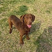 Mystik is registered to the contest to win money with this photo: animal, brown_dog, canine, daytime, dog, ears, eyes, field, fur, grass, happy, mammal, nature, outdoor, pet, playful, snout, standing, sunlight, tongue_out