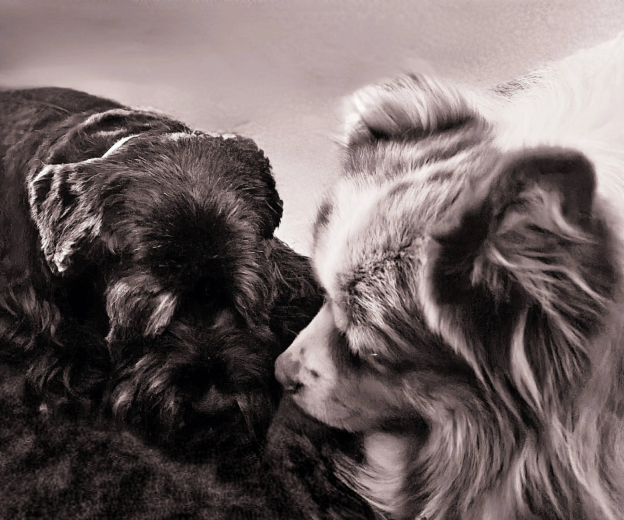 Darkhan a rejoint le concours — aidez-le/la à gagner de superbes lots ! black_and_white, canidae, carnivore, cloud, companion_dog, dog, dog_breed, felidae, fur, gesture, happy, liver, monochrome, monochrome_photography, snout, sporting_group, style, toy_dog, whiskers, working_animal