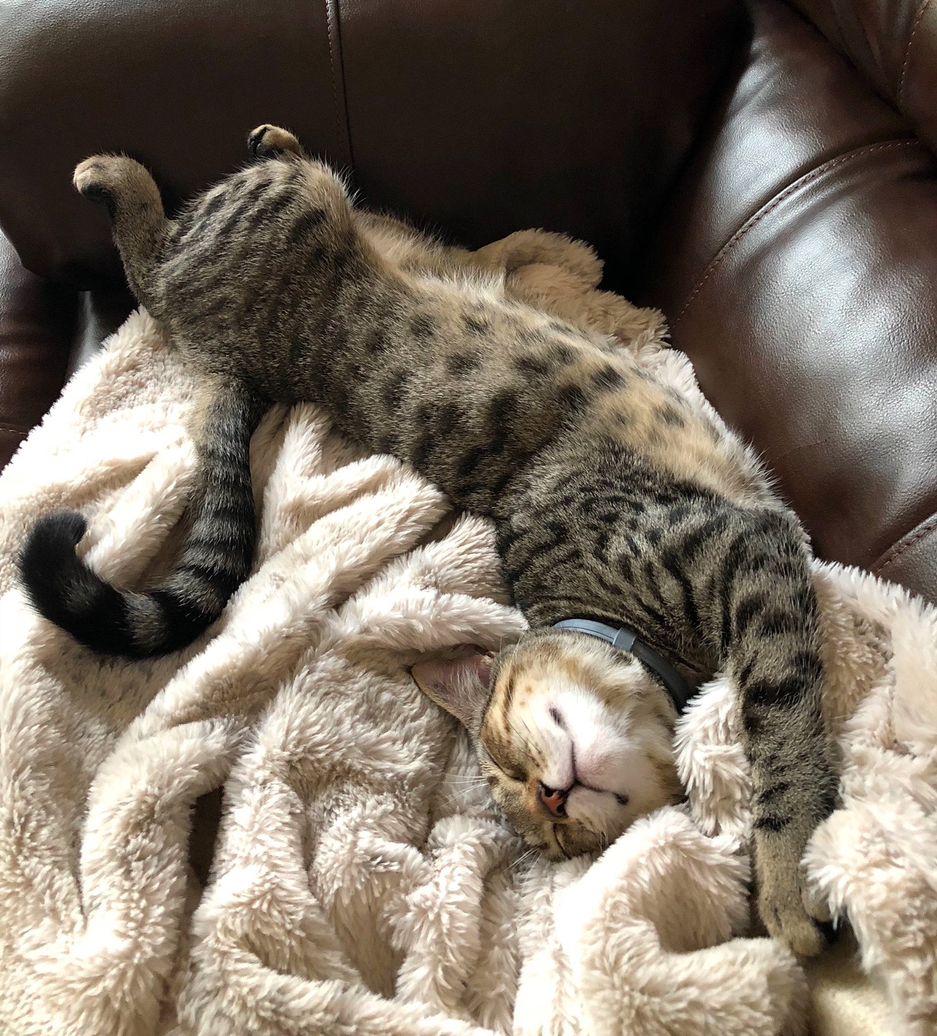 K.d. joined the competition — help win amazing prizes! carnivore, cat, claw, comfort, couch, domestic_short_haired_cat, felidae, fur, grey, linens, nap, pattern, paw, sleep, small_to_medium_sized_cats, snout, tail, terrestrial_animal, whiskers, woolen