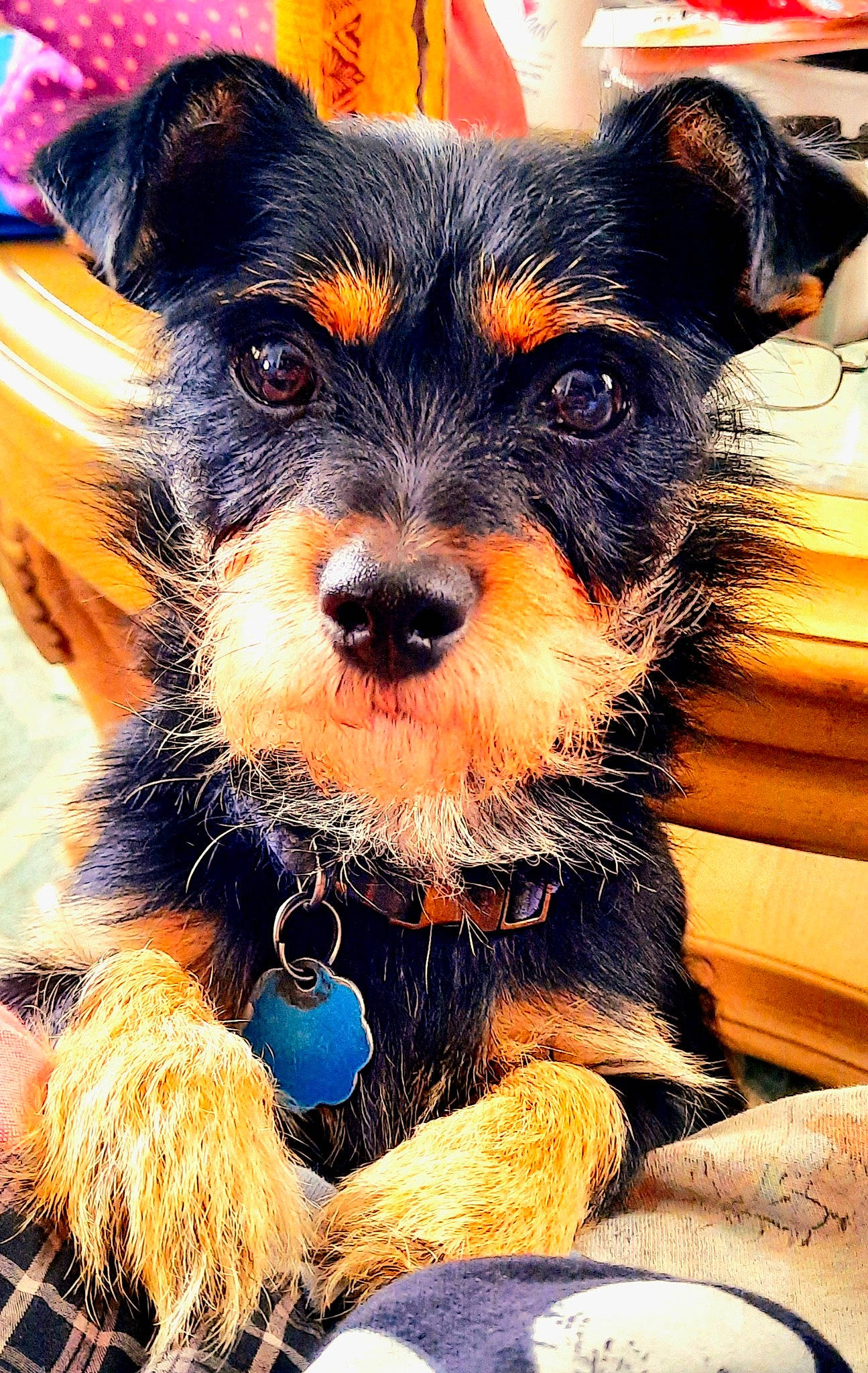 Harley joined the competition — help win amazing prizes! canidae, carnivore, collar, companion_dog, dog, dog_breed, dog_clothes, dog_collar, dog_supply, electric_blue, fawn, fur, puppy, snout, sporting_group, terrier, toy_dog, whiskers, working_animal, working_dog