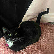 Melon is registered to the contest to win money with this photo: cat, black_cat, white_chest, green_eyes, tail, pink_blanket, textured_blanket, pillow, indoor, pet, feline, whiskers, relaxed, curious, animal, cute, domestic_cat, resting, lying_down, soft_fabric