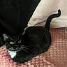 cat, black_cat, white_chest, green_eyes, tail, pink_blanket, textured_blanket, pillow, indoor, pet, feline, whiskers, relaxed, curious, animal, cute, domestic_cat, resting, lying_down, soft_fabric