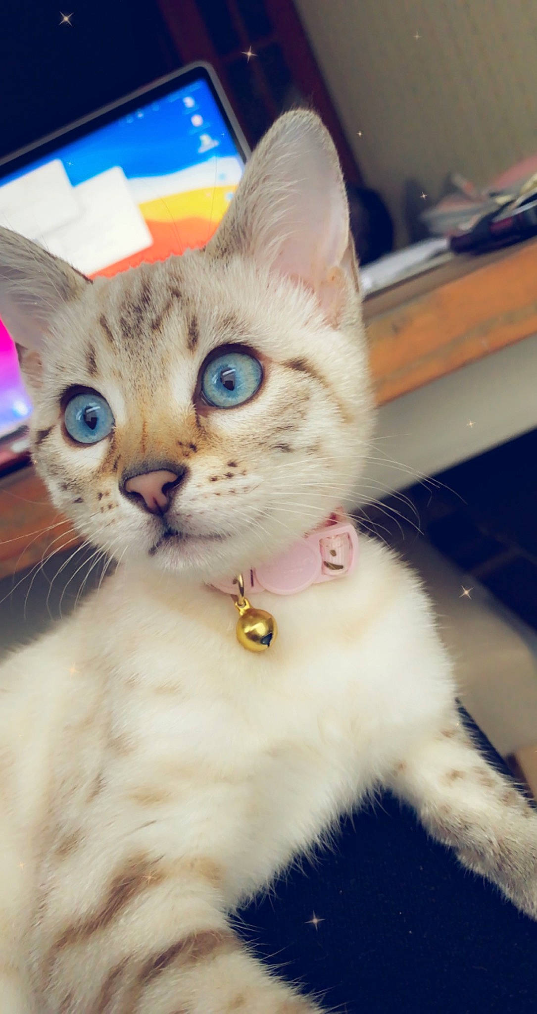 Alina joined the competition — help win amazing prizes! carnivore, cat, collar, curious, domestic_short_haired_cat, felidae, fur, iris, kitten, pet_supply, small_to_medium_sized_cats, snout, vertebrate, whiskers