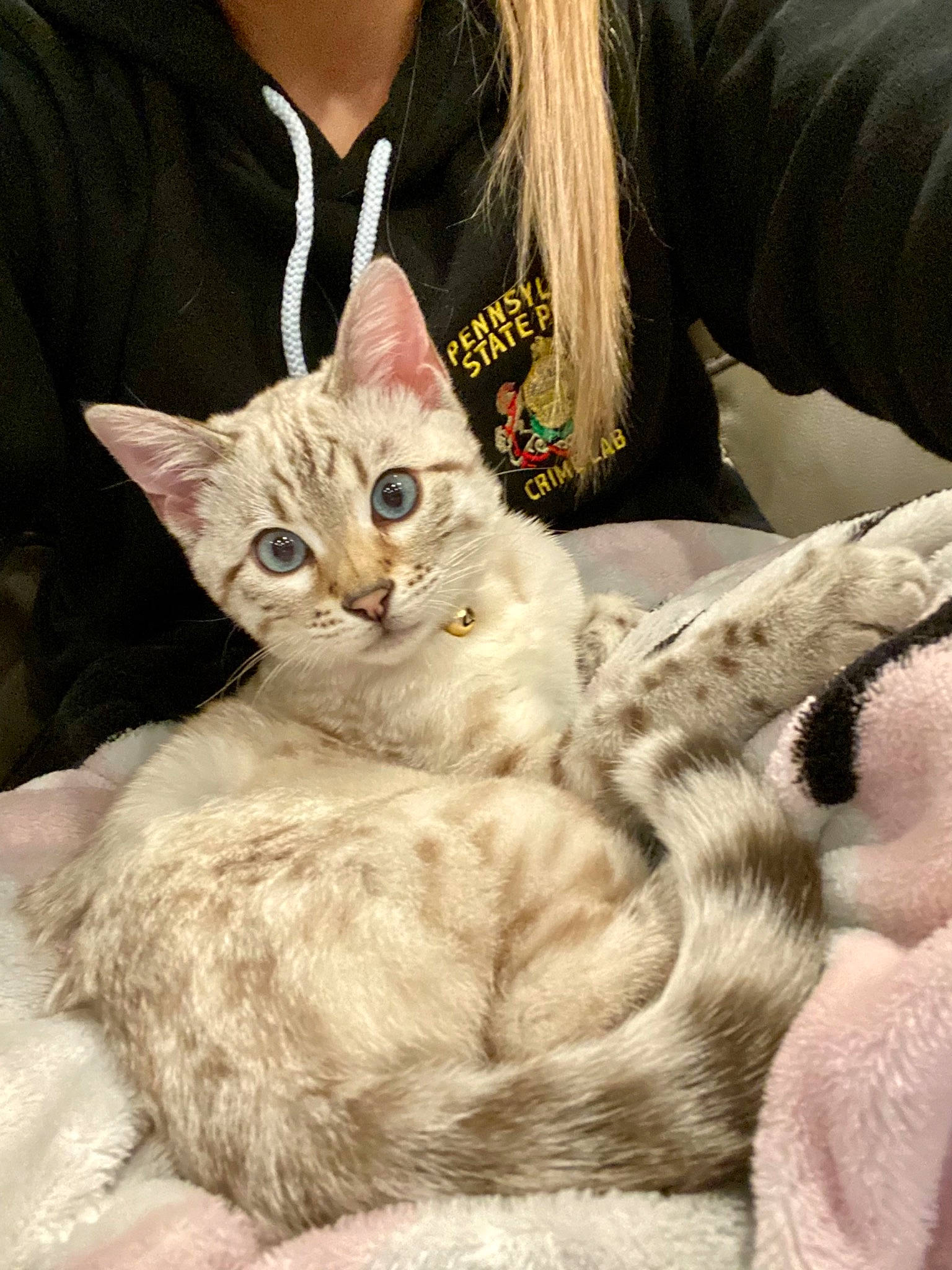 Alina is registered to the contest to win money with this photo: carnivore, cat, comfort, curious, domestic_short_haired_cat, fawn, felidae, fur, human, mammal, sleeve, small_to_medium_sized_cats, snout, sweater, vertebrate, whiskers