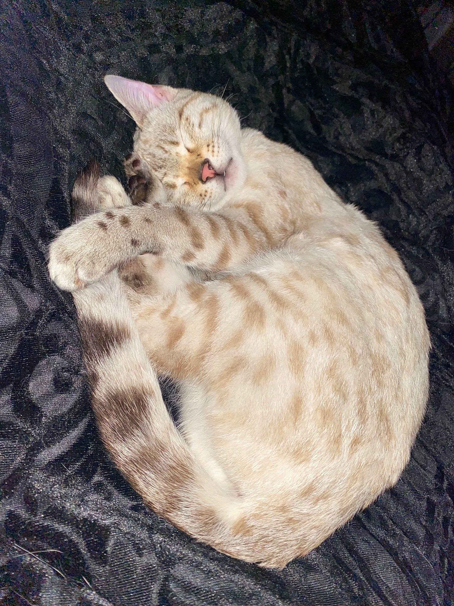 Alina is registered to the contest to win money with this photo: carnivore, cat, cat_bed, claw, comfort, domestic_short_haired_cat, fawn, felidae, foot, fur, pattern, paw, peach, small_to_medium_sized_cats, tail, terrestrial_animal, thread, whiskers, wildlife, wood