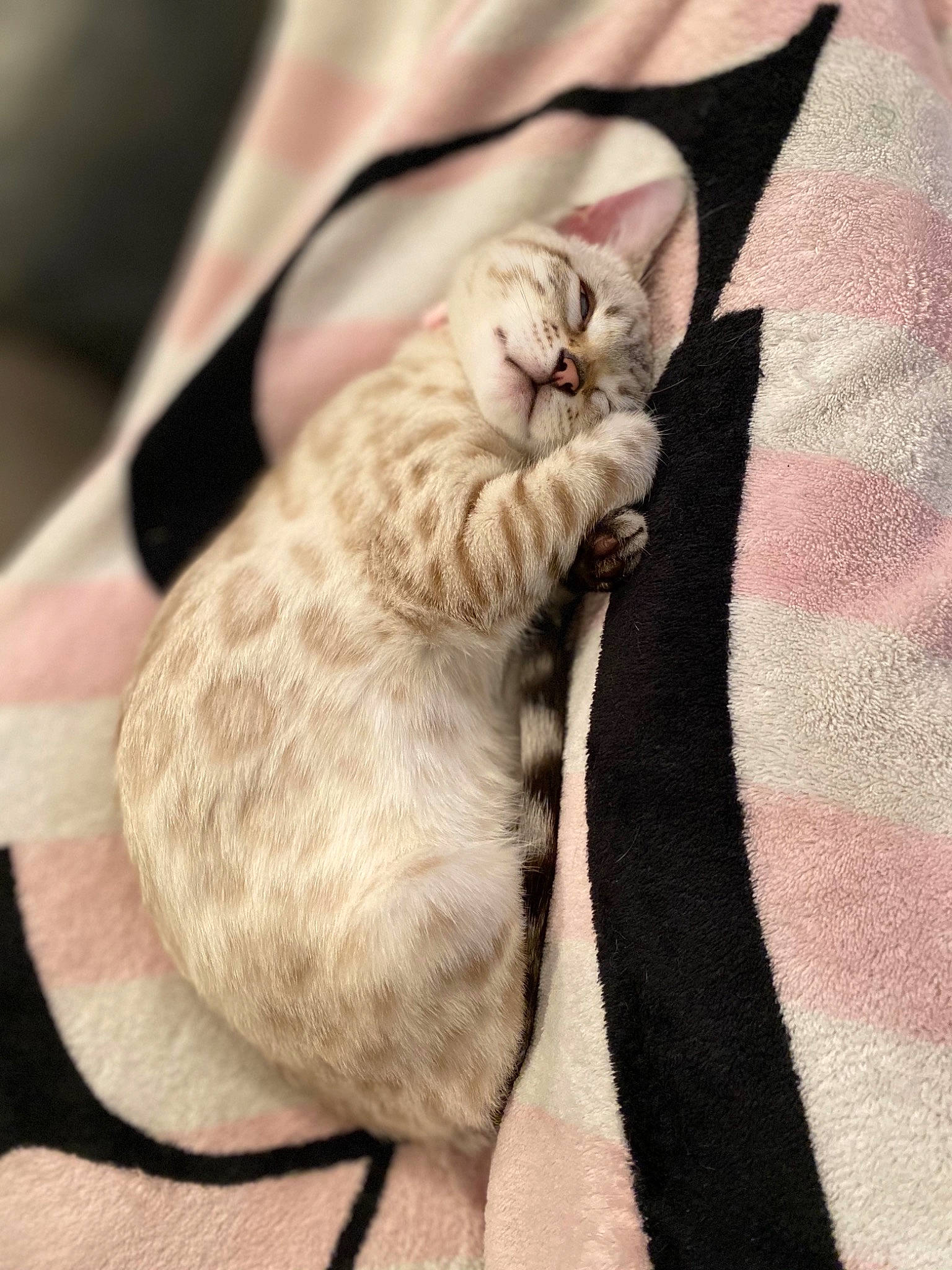 Alina joined the competition — help win amazing prizes! carnivore, cat, comfort, fawn, felidae, fur, peach, pink, small_to_medium_sized_cats, snout, tail, terrestrial_animal, vertebrate, whiskers