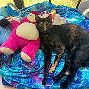 Autumn joined the competition — help win amazing prizes! cat, tortoiseshell_cat, plush_toys, blanket, blue, purple, stuffed_animal, window, sunlight, indoor, cozy, resting, pet, feline, animal, colorful, soft, cushion, relaxed, toy