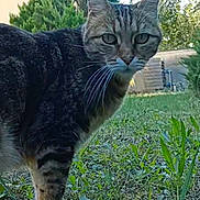 Cahouette participe au concours pour gagner de l'argent avec cette photo : cat, tabby_cat, grass, outdoor, backyard, house, shed, tree, plant, whiskers, fur, pet, animal, mammal, eyes, face, nature, daylight, alert, curious