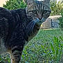 cat, tabby_cat, grass, outdoor, backyard, house, shed, tree, plant, whiskers, fur, pet, animal, mammal, eyes, face, nature, daylight, alert, curious
