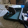 Cahouette participe au concours pour gagner de l'argent avec cette photo : cat, tabby_cat, suitcase, bed, clothes, bedroom, furniture, dresser, desk, chair, indoor, pet, animal, curious, sitting, textile, pattern, home, cozy, casual