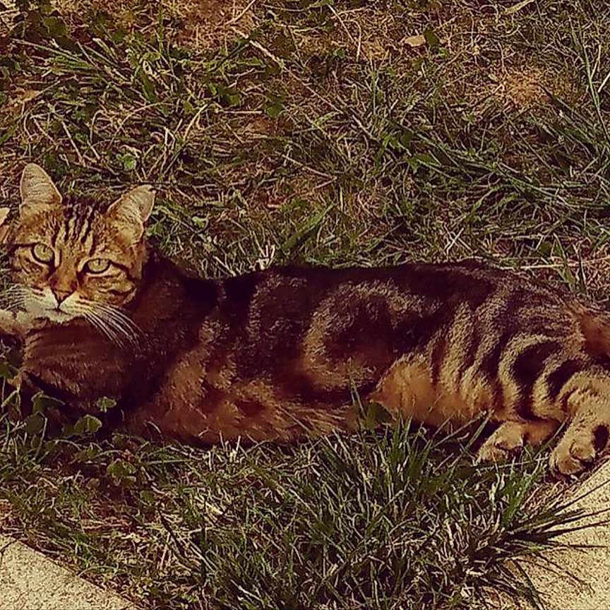 Cahouette participe au concours pour gagner de l'argent avec cette photo : animal, cat, concrete, curious, daylight, feline, grass, greenery, ground, lying_down, mammal, nature, outdoor, patterned_fur, pet, relaxed, resting, tabby, tail, whiskers